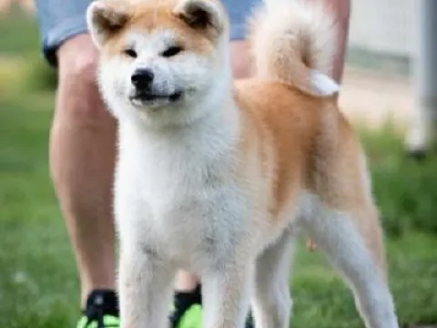 Akita Inu
