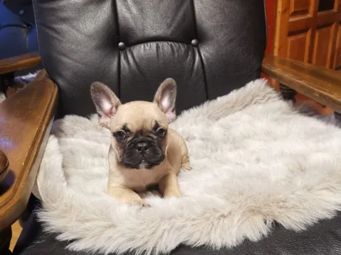Francuski buldog