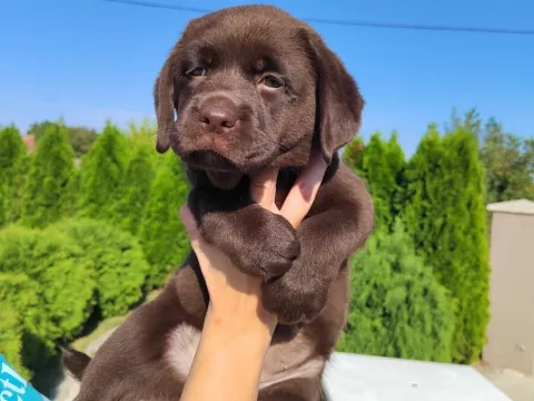 Labrador Retriver stenci