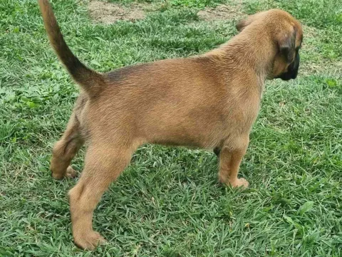 Njemački boxer-štenci