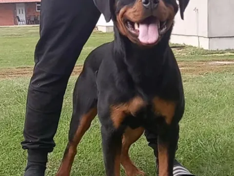Rottweiler